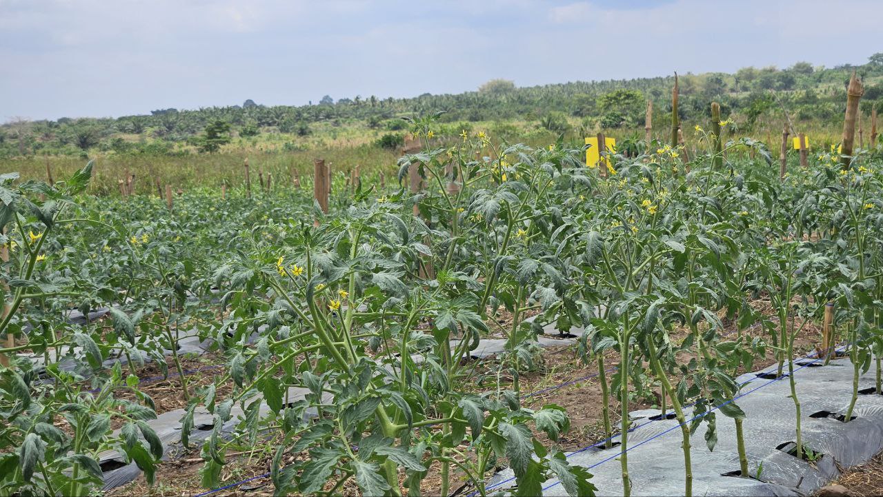 Elibeth Farms Team