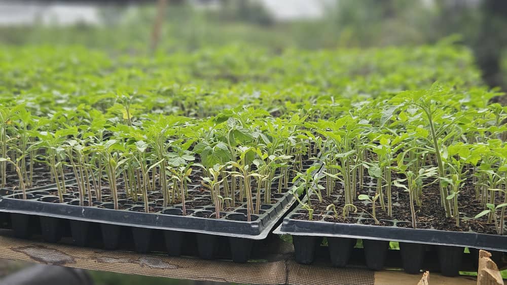 Seedlings