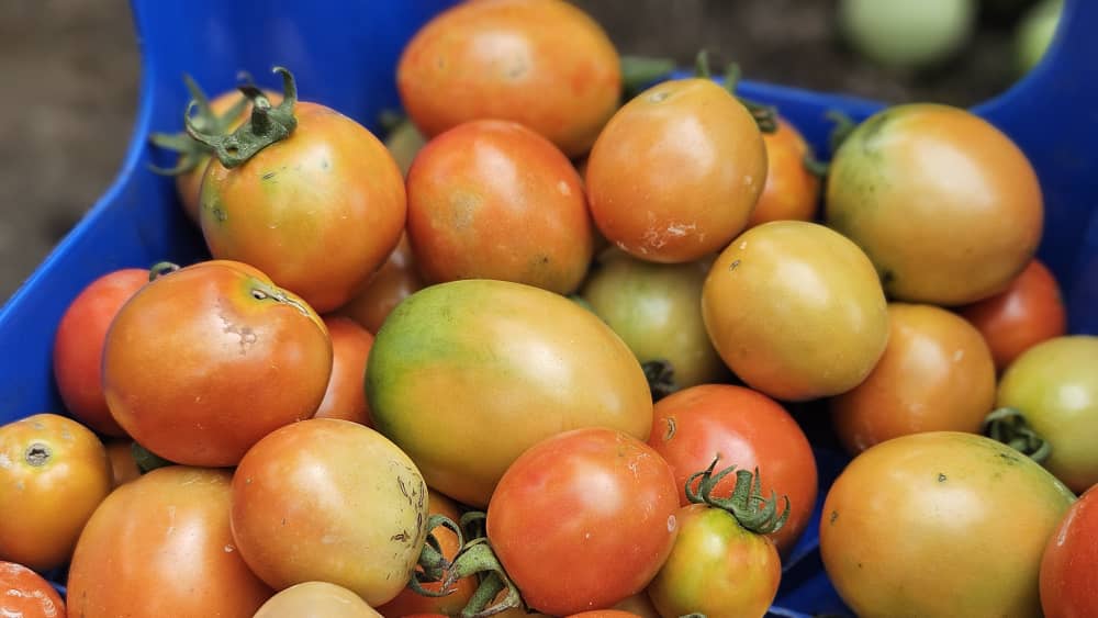 Fruit